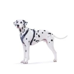 Hunter Geschirr Neopren Schwarz/Grau -Deutschland Wuff Spielzeug Verkaufs-Shop 41653 hunter geschirr neopren schwarz grau 00