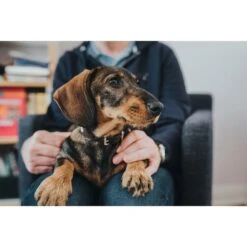 Hunter Halsband Swiss Nickel Braun/Schwarz -Deutschland Wuff Spielzeug Verkaufs-Shop 41751 hunter halsband swiss nickel braun schwarz 00