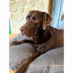 Aumüller Hundebett Basic Rechteckig 58 Cm -Deutschland Wuff Spielzeug Verkaufs-Shop aumueller hundebett basic rechteckig web 6OQ00miA7rU66C