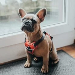 Hunter Geschirr Divo Rot -Deutschland Wuff Spielzeug Verkaufs-Shop hunter geschirr divo 2608ac28060b7a