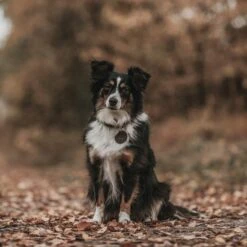 Hunter Halsband Aalborg Schwarz -Deutschland Wuff Spielzeug Verkaufs-Shop hunter halsband aalborg 2