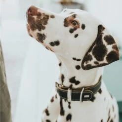 Hunter Halsband Aalborg Special Schwarz -Deutschland Wuff Spielzeug Verkaufs-Shop hunter halsband aalborg special 2