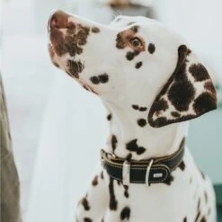 Hunter Halsband Aalborg Special Cognac -Deutschland Wuff Spielzeug Verkaufs-Shop hunter halsband aalborg special 2608abf35a567a