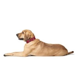 Hunter Halsband Aalborg Special Cognac -Deutschland Wuff Spielzeug Verkaufs-Shop hunter halsband aalborg special 3