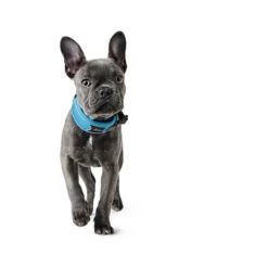 Hunter Halsung Divo Grau -Deutschland Wuff Spielzeug Verkaufs-Shop hunter halsung divo 1608ac25556d68