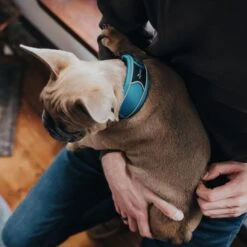 Hunter Halsung Divo Rot -Deutschland Wuff Spielzeug Verkaufs-Shop hunter halsung divo 2608ac2a885f3f