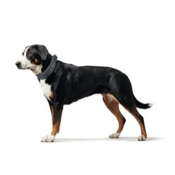 Hunter Halsung Divo Rot -Deutschland Wuff Spielzeug Verkaufs-Shop hunter halsung divo 3608ac2a967b18