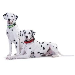 Hunter Neopren Vario Plus Halsung Rot/schwarz -Deutschland Wuff Spielzeug Verkaufs-Shop hunter neopren vario plus halsung rot schwarz 2