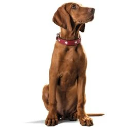 Hunter Swiss Halsband Rot/schwarz -Deutschland Wuff Spielzeug Verkaufs-Shop hunter swiss halsband rot schwarz 5