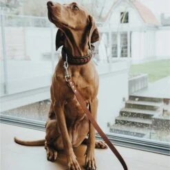 Hunter Verstellbare Führleine Aalborg Schwarz -Deutschland Wuff Spielzeug Verkaufs-Shop hunter verstellbare fuehrleine aalborg