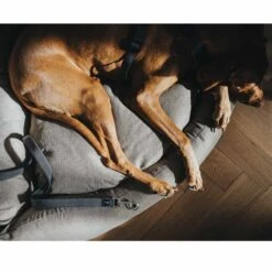 Hunter Verstellbare Führleine Divo Grau -Deutschland Wuff Spielzeug Verkaufs-Shop hunter verstellbare fuehrleine divo grau 3