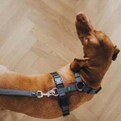 Hunter Verstellbare Führleine Divo Grau -Deutschland Wuff Spielzeug Verkaufs-Shop hunter verstellbare fuehrleine divo grau 4