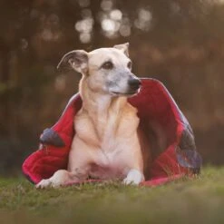 IEnergy JUL Schlafsack Für Hunde -Deutschland Wuff Spielzeug Verkaufs-Shop ienergy schlafsack jul 6