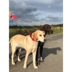 WowWow Professional Halsband Rot -Deutschland Wuff Spielzeug Verkaufs-Shop wowwow halsband alle 16091513587714