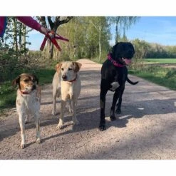 WowWow Professional Halsband Schwarz -Deutschland Wuff Spielzeug Verkaufs-Shop wowwow halsband alle 4609151162bbb3