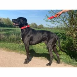 WowWow Professional Halsband Schwarz -Deutschland Wuff Spielzeug Verkaufs-Shop wowwow halsband alle 56091511731d18