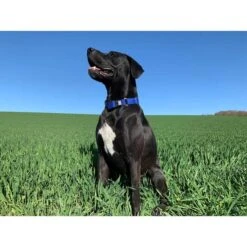 WowWow Professional Halsband Rot -Deutschland Wuff Spielzeug Verkaufs-Shop wowwow halsband alle 66091513b7676c