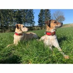 WowWow Professional Halsband Schwarz -Deutschland Wuff Spielzeug Verkaufs-Shop wowwow halsband alle 7609151193dca1