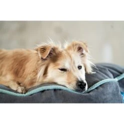 ZooRoyal Hundekissen Elias Anthrazit 31 ZooRoyal Hundekissen Elias Anthrazit -Deutschland Wuff Spielzeug Verkaufs-Shop zooroyal hundekissen elias anthrazit 3