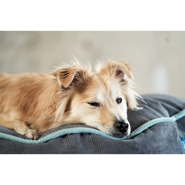 ZooRoyal Hundekissen Elias Anthrazit 14 ZooRoyal Hundekissen Elias Anthrazit – Bild 12