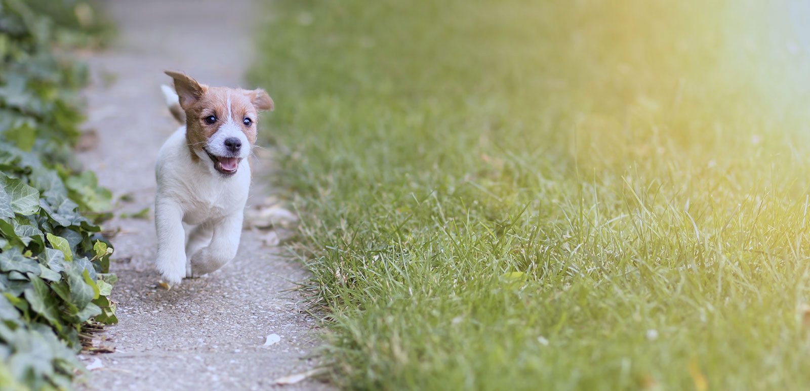 Deutschland Wuff Spielzeug Verkaufs-Shop -Deutschland Wuff Spielzeug Verkaufs-Shop running happy puppy puppod subscription 1600x773 1